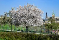 Do Česka se vrací mráz. Dvacítky přijdou zase na Velikonoce