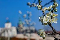 V Česku bude tepleji než v Řecku. Velikonoční týden může přinést i letních 25 °C