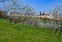 Do Prahy se vrátí jaro: Oteplí se až o 10 stupňů a vykoukne sluníčko