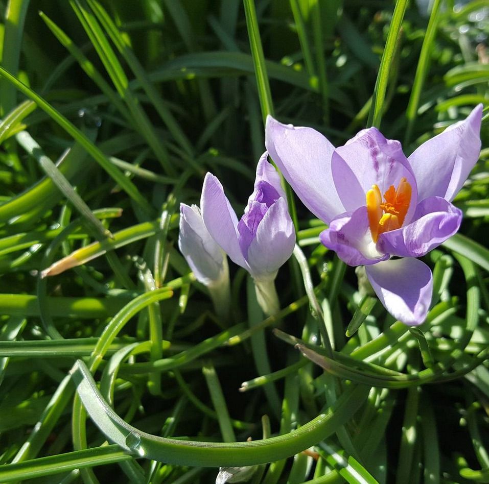 Češi fotí kvetoucí přírodu na Instagramu. Mírná zima zavařila alergikům.