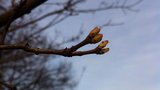 Jaro vystrkuje růžky: Kvete jíva, pučí stromy, alergici vytahují kapesníky