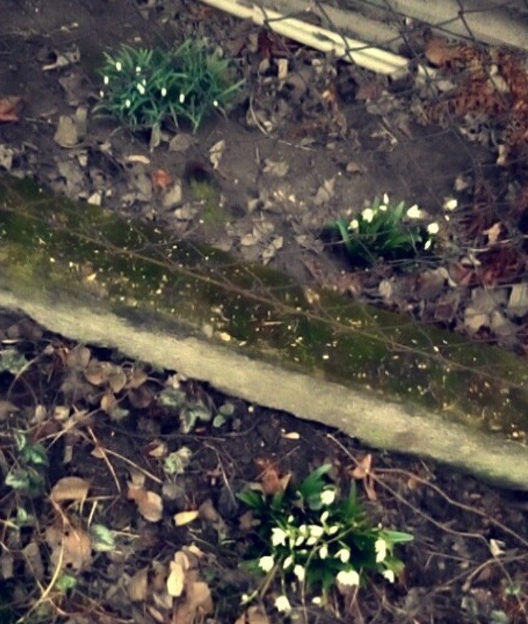 Češi fotí kvetoucí přírodu na Instagramu. Mírná zima zavařila alergikům.