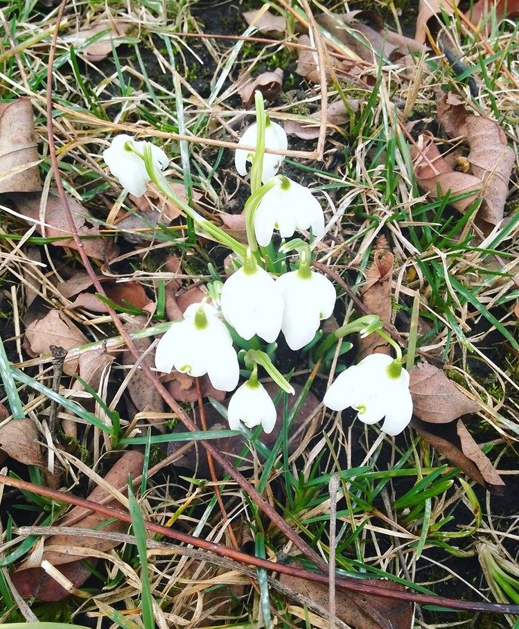 Češi fotí kvetoucí přírodu na Instagramu. Mírná zima zavařila alergikům.