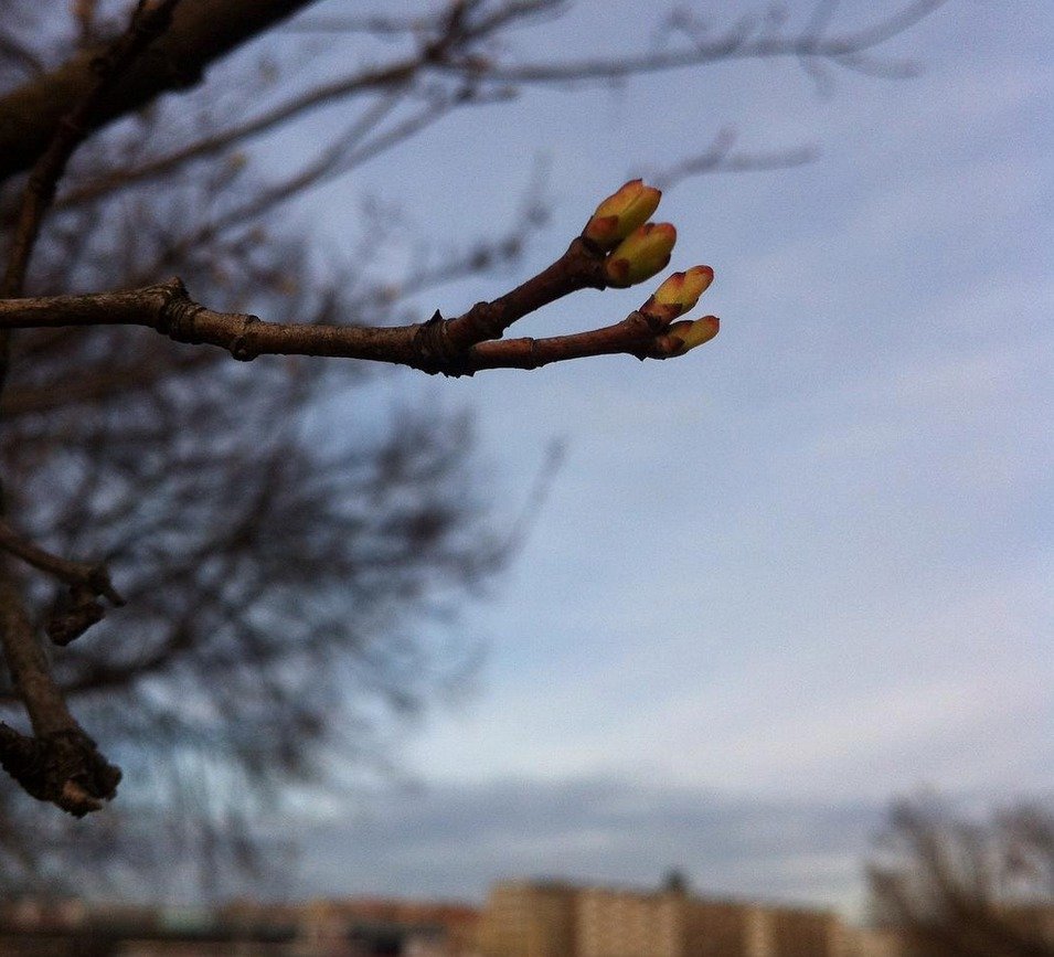 Češi fotí kvetoucí přírodu na Instagramu. Mírná zima zavařila alergikům.