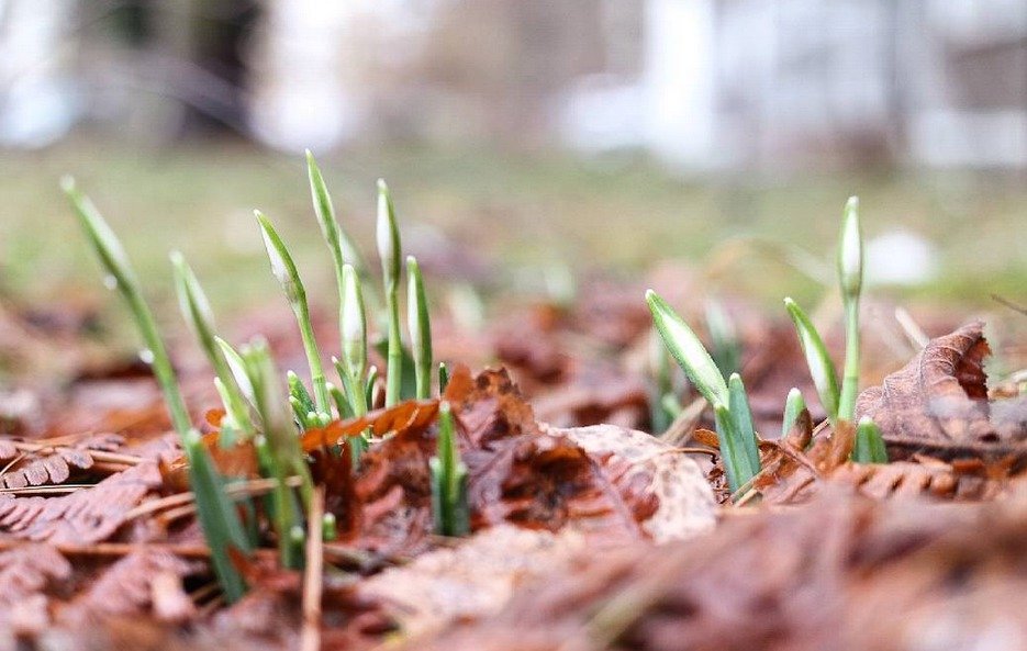 Češi fotí kvetoucí přírodu na Instagramu. Mírná zima zavařila alergikům.