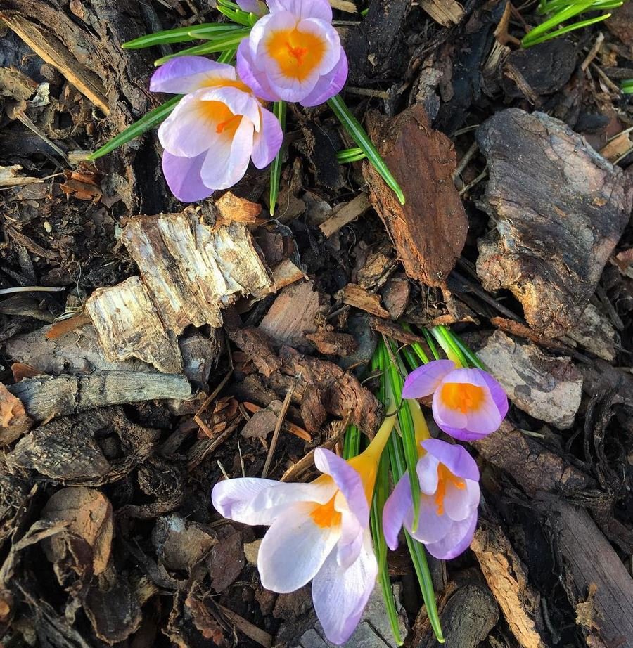 Češi fotí kvetoucí přírodu na Instagramu. Mírná zima zavařila alergikům.