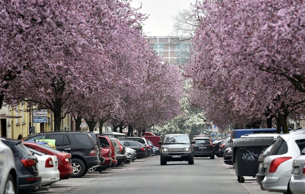 Na začátku května se oteplí na 15 °C a teploty se budou i v dalších dvou týdnech mírně zvyšovat. (Ilustrační foto)