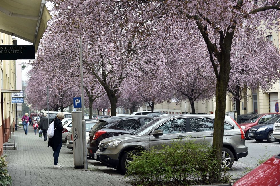 Na horách bude o víkendu sněžit, pak zase přijdou jarní teploty