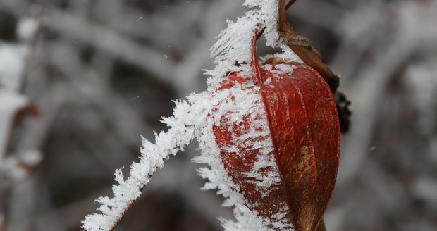 Po ránu bude mrznout, meteorologové varují před zamrznutím úrody