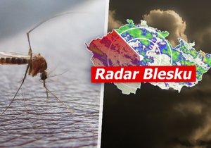 Teplé a vlhké počasí přispělo k šíření komárů v Česku.