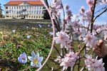 Na jižní Moravě začalo jaro. Kvetou krokusy i mandloně! Bude až 17 stupňů