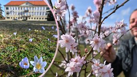 Na jižní Moravě začalo jaro: Kvetou krokusy i mandloně! Bude až 17 stupňů