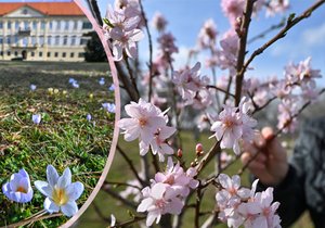 Na jižní Moravě začalo jaro. Kvetou krokusy i mandloně! Bude až 17 stupňů