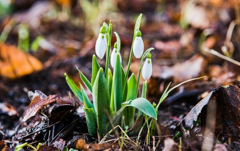 V Česku kvůli vysokým teplotám začaly kvést květiny: Sněženka (10.2.2024)