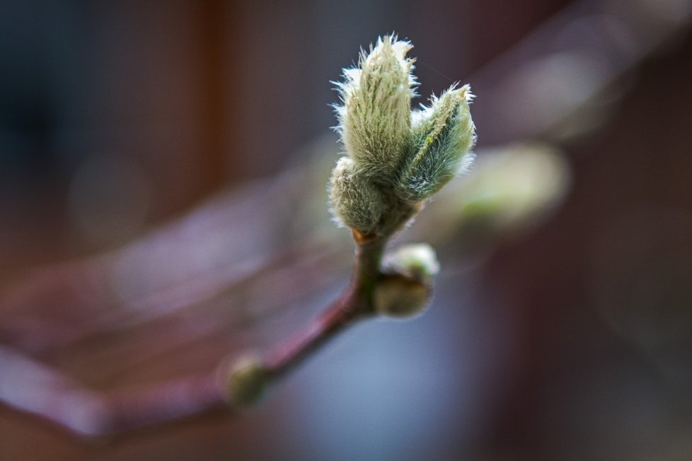 V Česku kvůli vysokým teplotám začaly kvést květiny: Pupeny magnolie (10. 2. 2024).