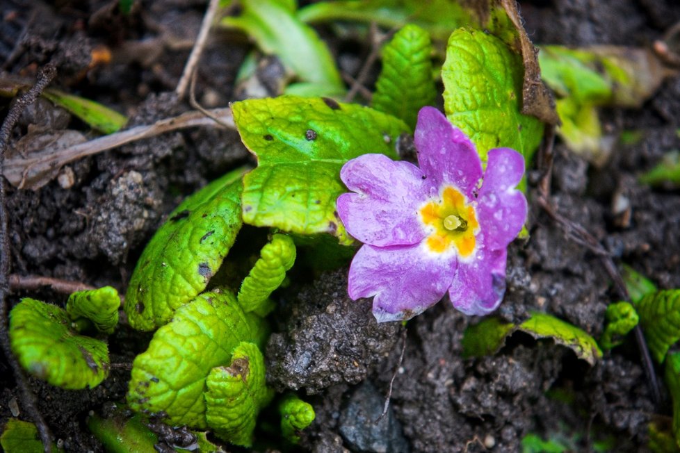 V Česku kvůli vysokým teplotám začaly kvést květiny: Prvosenka (10.2.2024).