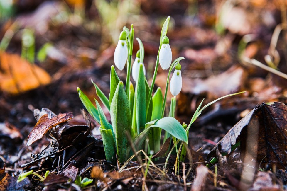 V Česku kvůli vysokým teplotám začaly kvést květiny: Sněženka (10.2.2024).