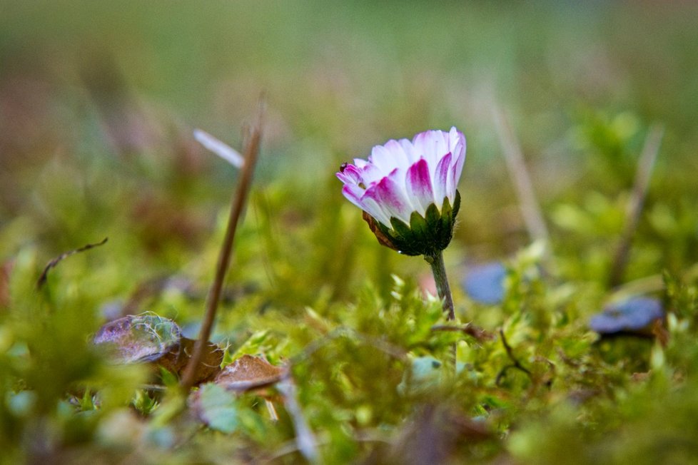 V Česku kvůli vysokým teplotám začaly kvést květiny: Sedmikráska (10. 2. 2024).