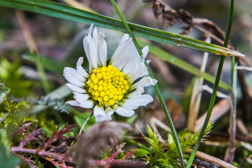 V Česku kvůli vysokým teplotám začaly kvést květiny: Sedmikráska chudobka (10.2.2024).