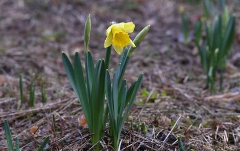 Žlutý narcis také uvěřil, že už je jaro. 