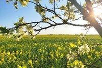 Po letních 26 °C přijde do Česka déšť. Může i zabouřit, sledujte radar Blesku