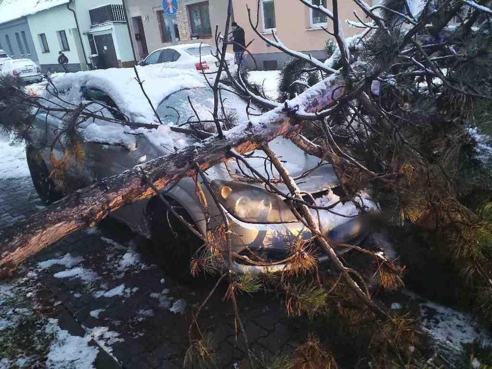 Stromy popadané pod nánosy těžkého sněhu ničily na jižní Moravě auta i vedení elektřiny.