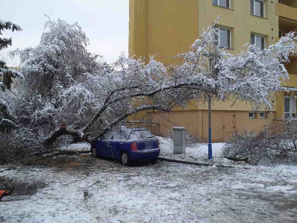 Stromy, popadané pod nánosy těžkého sněhu, ničily na jižní Moravě auta i vedení elektřiny.