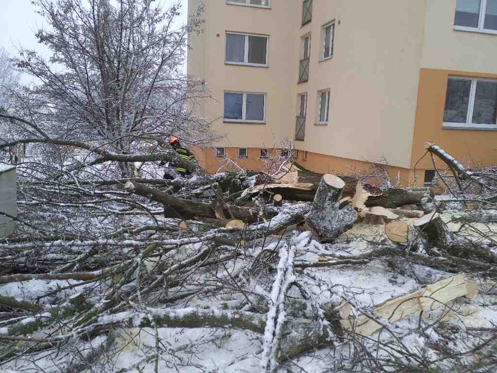 Stromy popadané pod nánosy těžkého sněhu ničily na jižní Moravě auta i vedení elektřiny.