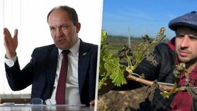 Nejhorší úroda v historii! Ministr Výborný na pomoc ovocnářům a vinařům, mrazy zničily celou úrodu