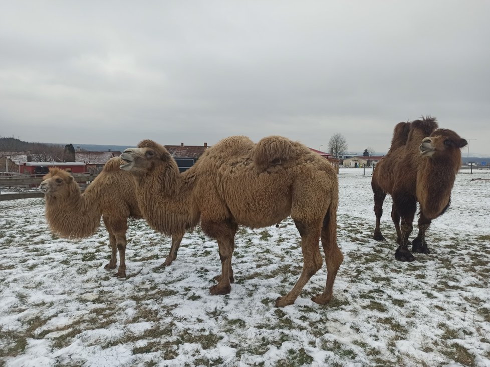 V mrazivém počasí se velbloudi spokojeně procházejí pou loukách na Táborsku. Mráz těmto exotickým zvířatům nevadí.