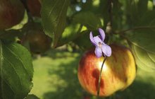 Babí léto zmátlo přírodu: Fialky, jahůdky i jablka...i bez dvanácti měsíčků. Jaké bude počasí?