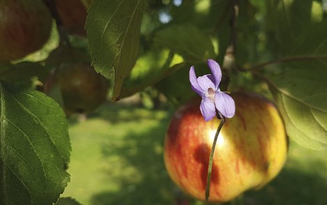 Pod jabloní obsypanou jablky kvetou jarní fialky...