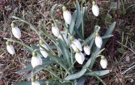 Na jihu Moravy je už jaro v plném proudu.
