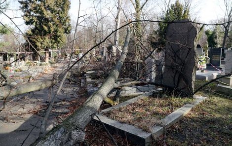 Takovouto spoušť způsobil orkán v polovině února na Olšanských hřbitovech v Praze.