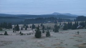 Na Šumavě žije mnoho velkých zvířat, ale tygři mezi nimi nejsou.