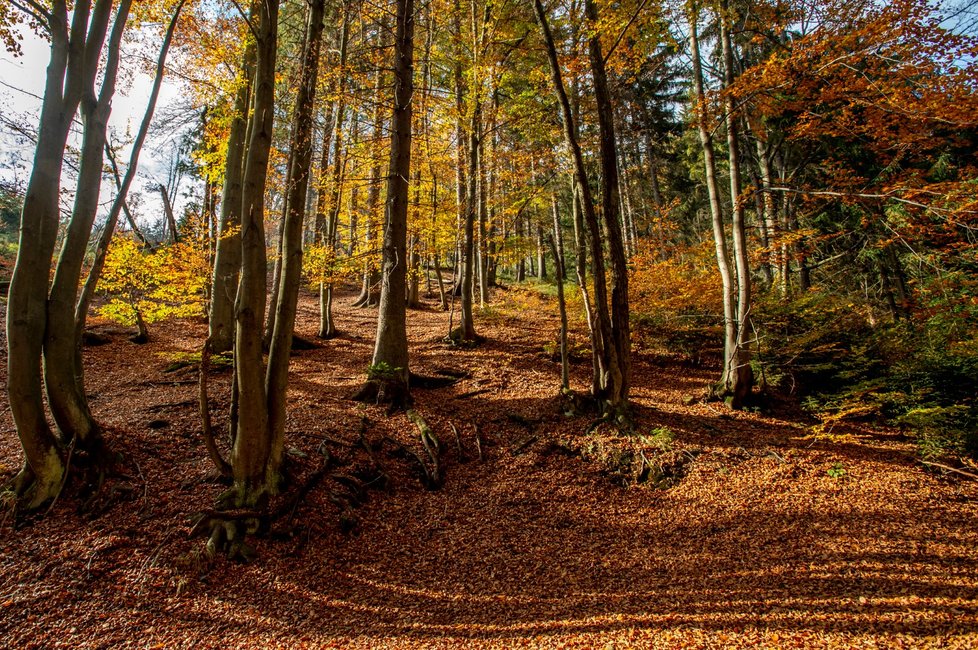 Teplý podzim končí, v příštím týdnu meteorologové přes den čekají kolem devíti stupňů. Po půli listopadu už v noci může mrznout, srážek bude dál málo. (ilustrační foto)