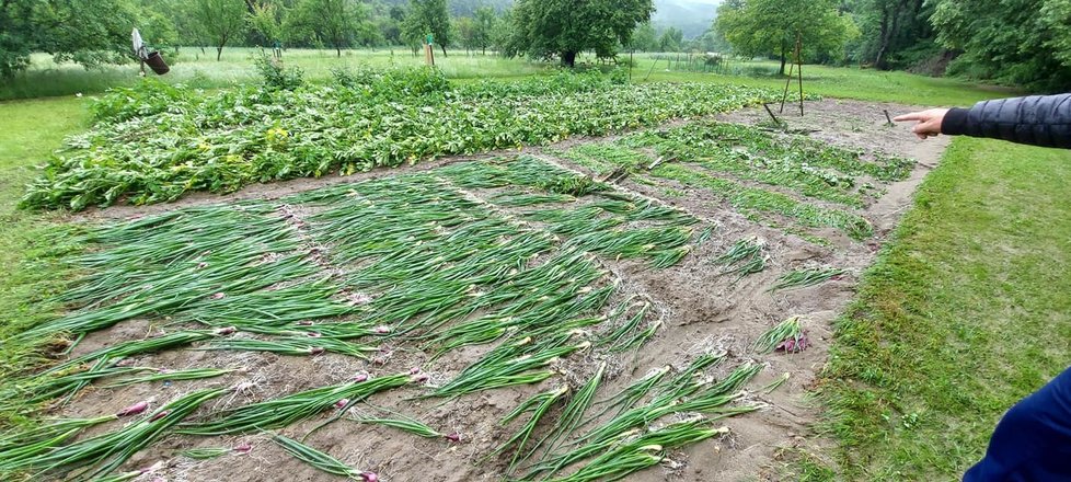 Mrkev a cibule i další zelenina ve Velké nad Veličkou sklizená a vyrovnaná do řádků povodní