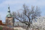 Praha díky nadprůměrně teplému počasí rozkvétá.