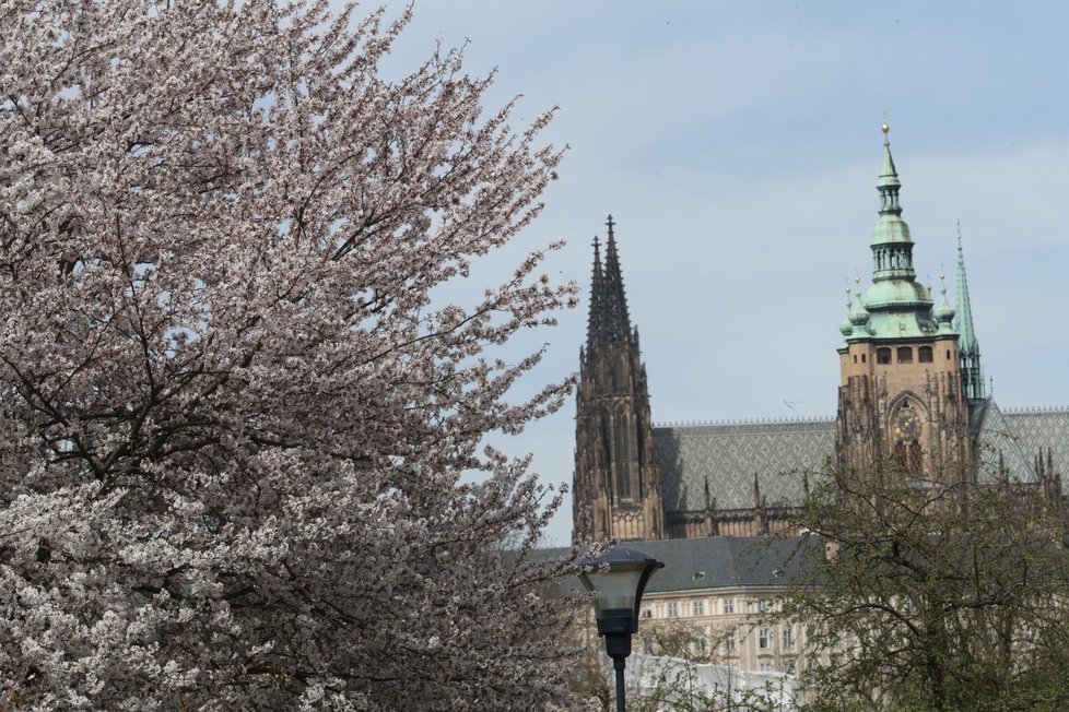 Praha díky nadprůměrně teplému počasí rozkvétá.