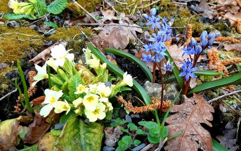 Žluté a modré květy, tedy barvy, které k jaru patří, vykukují i v areálu botanické zahrady na pražském Albertově.