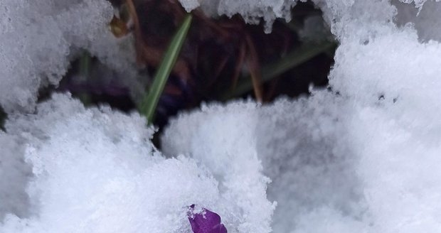 Krokusy zasypal v Bukovci na Frýdecko-Místecku sníh.