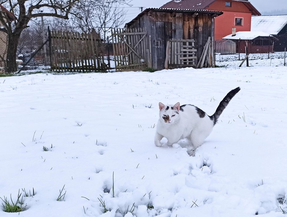 I zvířata se opět brodí závějemi sněhu.