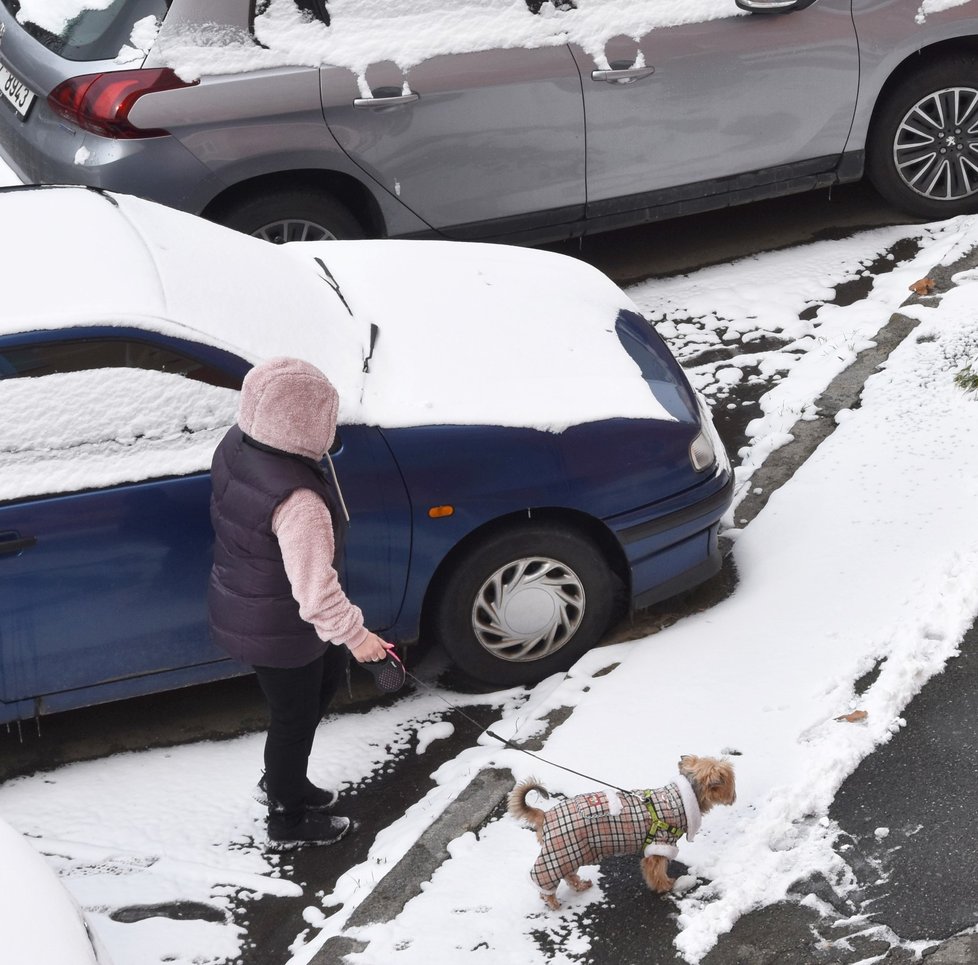 Sníh a mráz potrápil lidi i pejsky. Opět se všichni museli pořádně zachumlat.