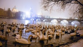 Zasněžená Praha a labutě na Vltavě