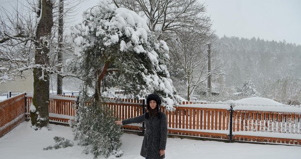 Borovice nevydržela nápor aprílové nadílky a zlomila se.