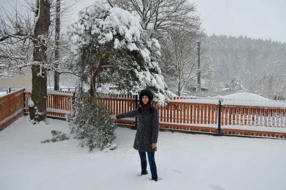 Borovice nevydržela nápor aprílové nadílky a zlomila se.