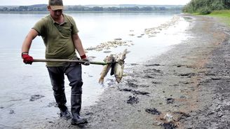 V rybníku Nesyt na Břeclavsku uhynulo více než sto tun ryb. Škoda přesahuje pět milionů korun