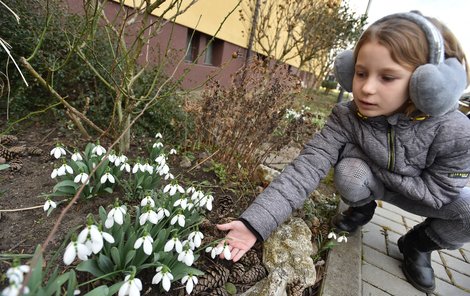 Teploty letos v únoru připomínají předjaří. V Olomouci kvetou sněženky.