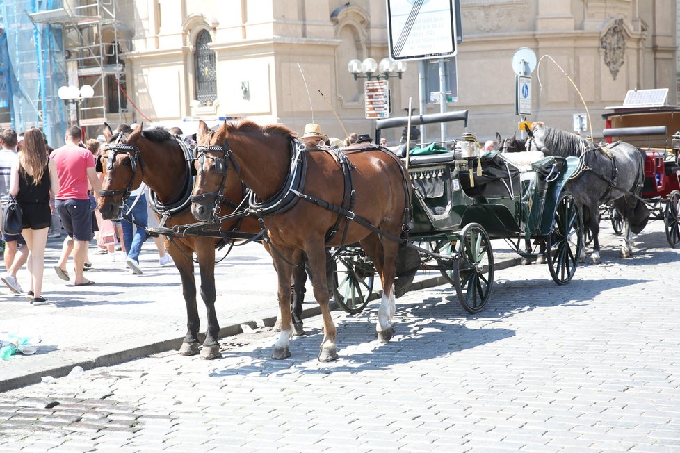 Nejlépe je na tom s naprostým přehledem kůň. Má jen 38 stupňů, tedy běžnou teplotu koňského těla.