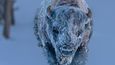 Nejlepší fotografie počasí pro rok 2020. Královská meteorologická společnost zveřejnila finálové snímky, které soutěží o nejlepší fotografii počasí pro rok 2020. Zmrzlý bizon   zachycený v Yellowstone.
